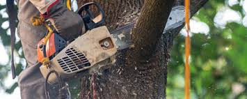 Best Weed Control  in Sackets Harbor, NY