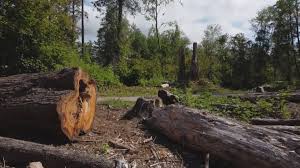 How Our Tree Care Process Works  in  Sackets Harbor, NY