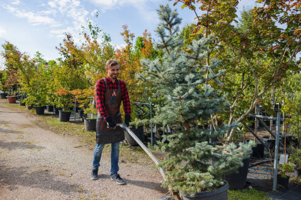 Best Lawn Maintenance Plans  in Sackets Harbor, NY